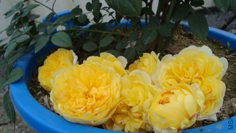 DSC06351.JPG
