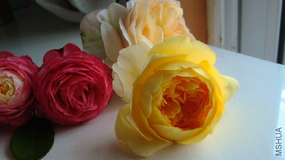 DSC05585.JPG