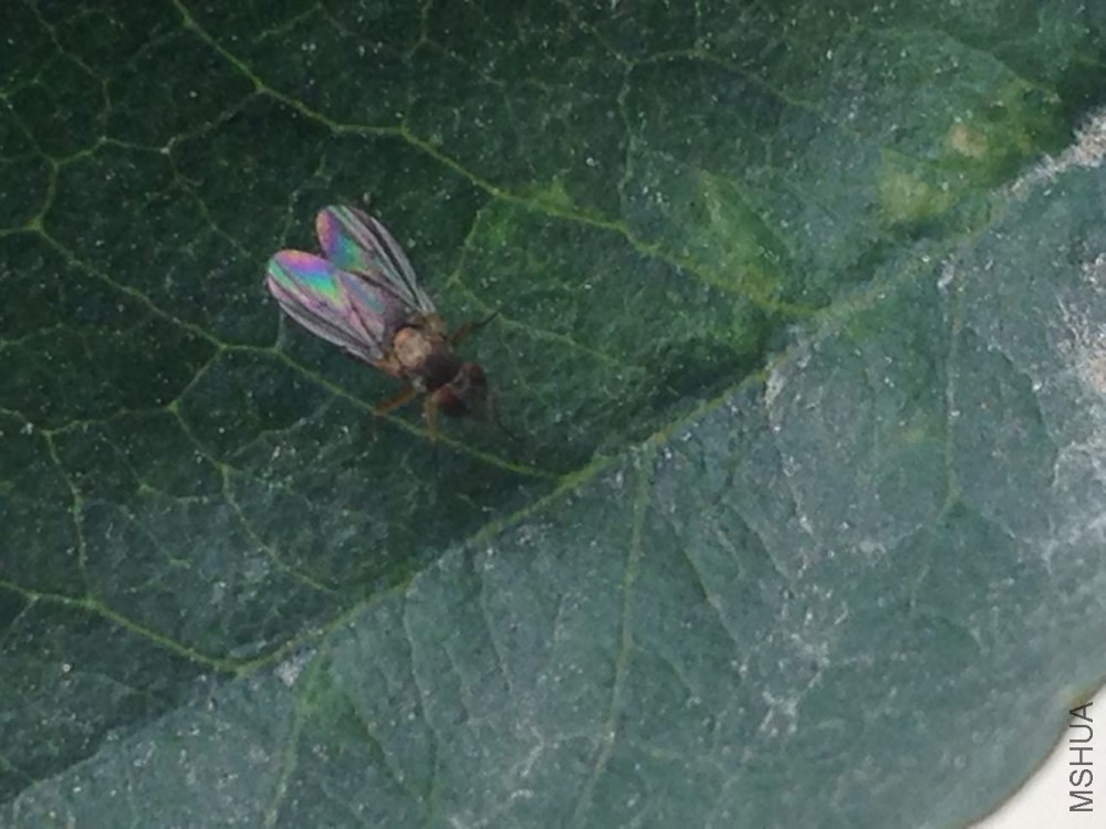 �������ַɳ�