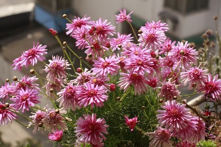 _MG_1904.JPG