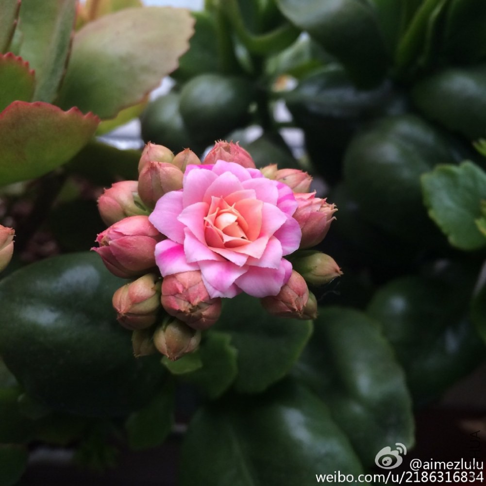 82508c22jw1epa3s0h2wbj218g18g7dl.jpg