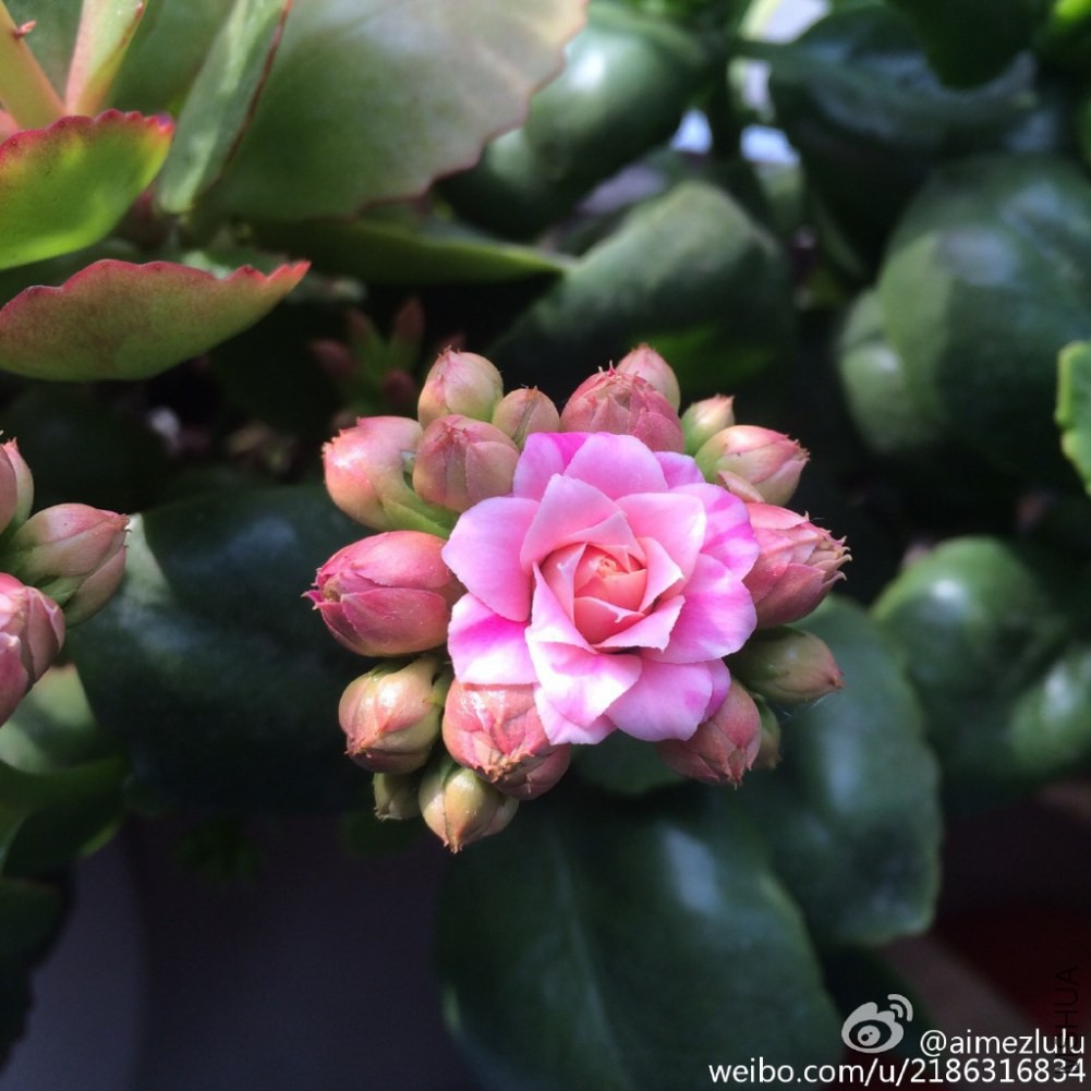 82508c22jw1epa3scvllnj218g18ggx3.jpg