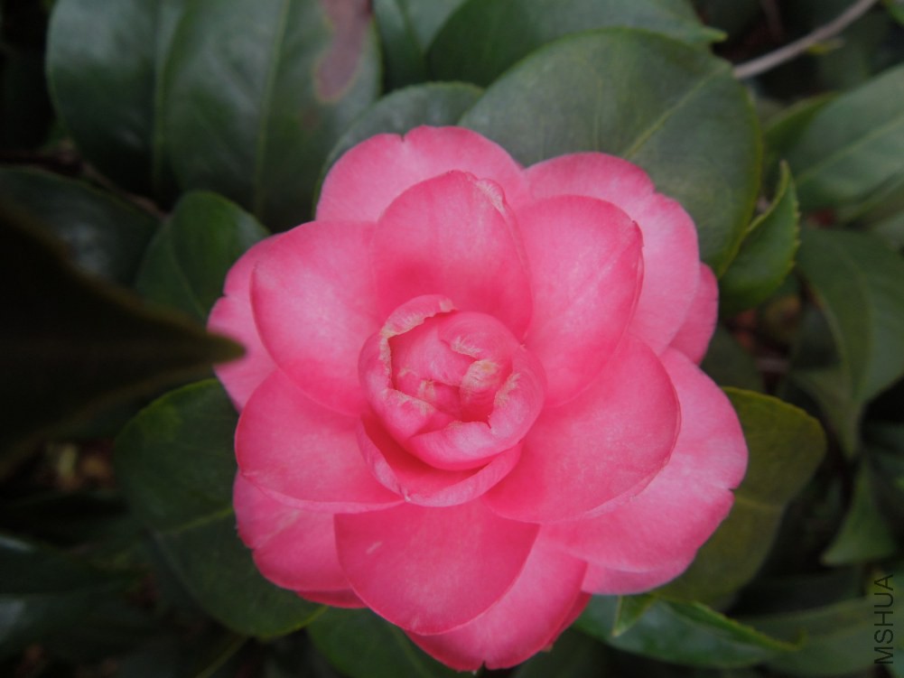 DSCN4539.JPG