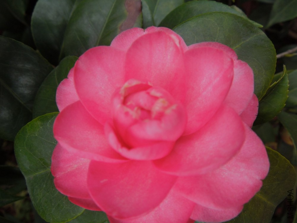 DSCN4542.JPG