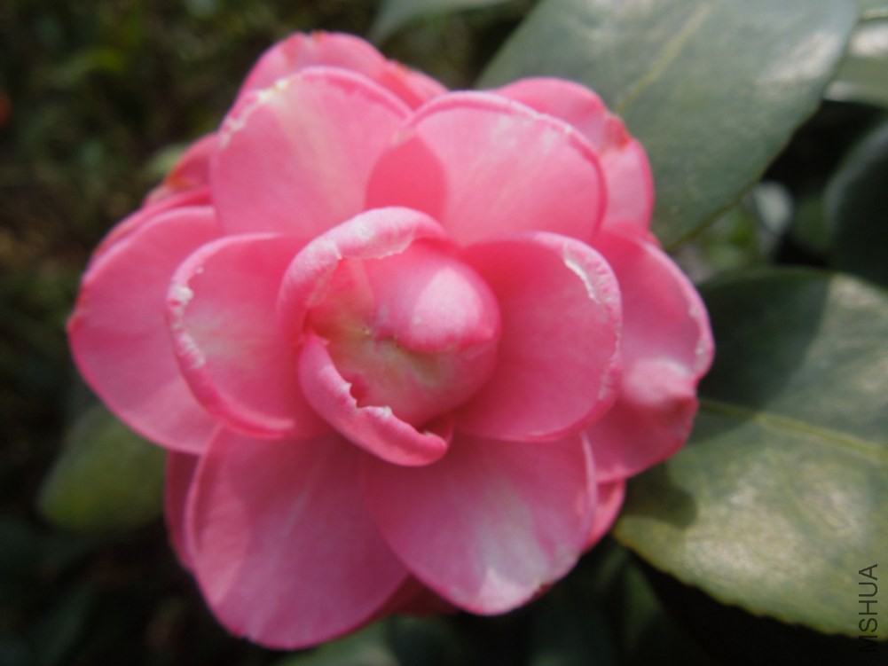 DSCN4601.JPG