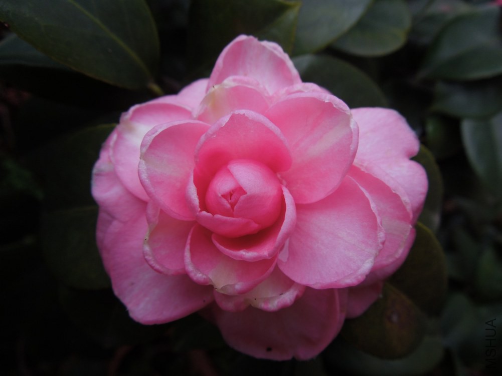 DSCN4580.JPG