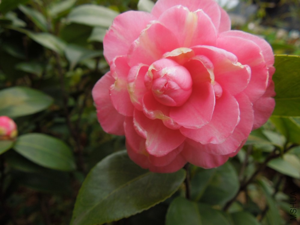 DSCN4543.JPG