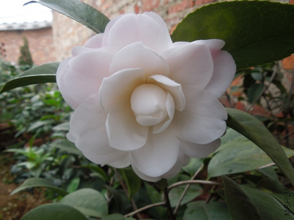 DSCN4520.JPG