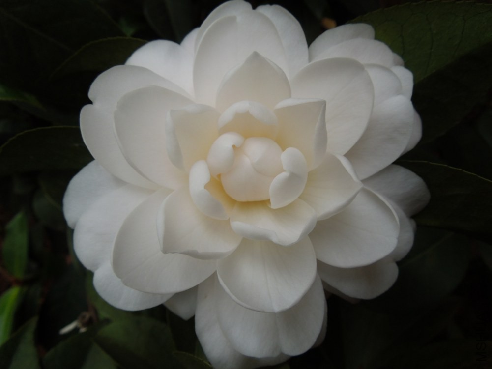 DSCN4551.JPG