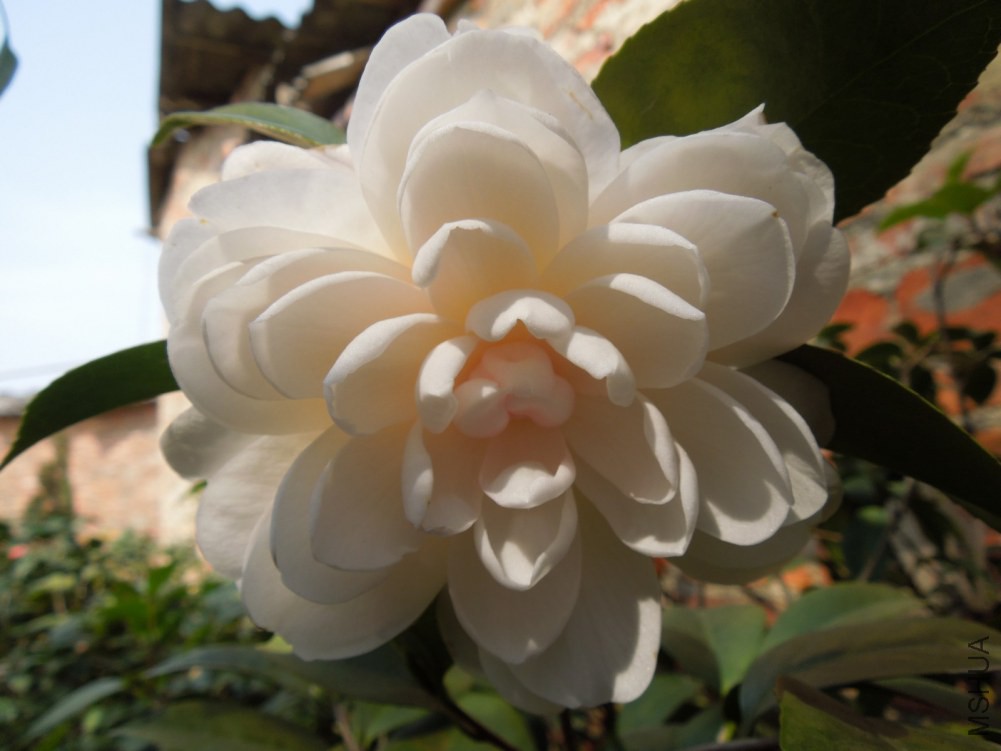 DSCN4594.JPG