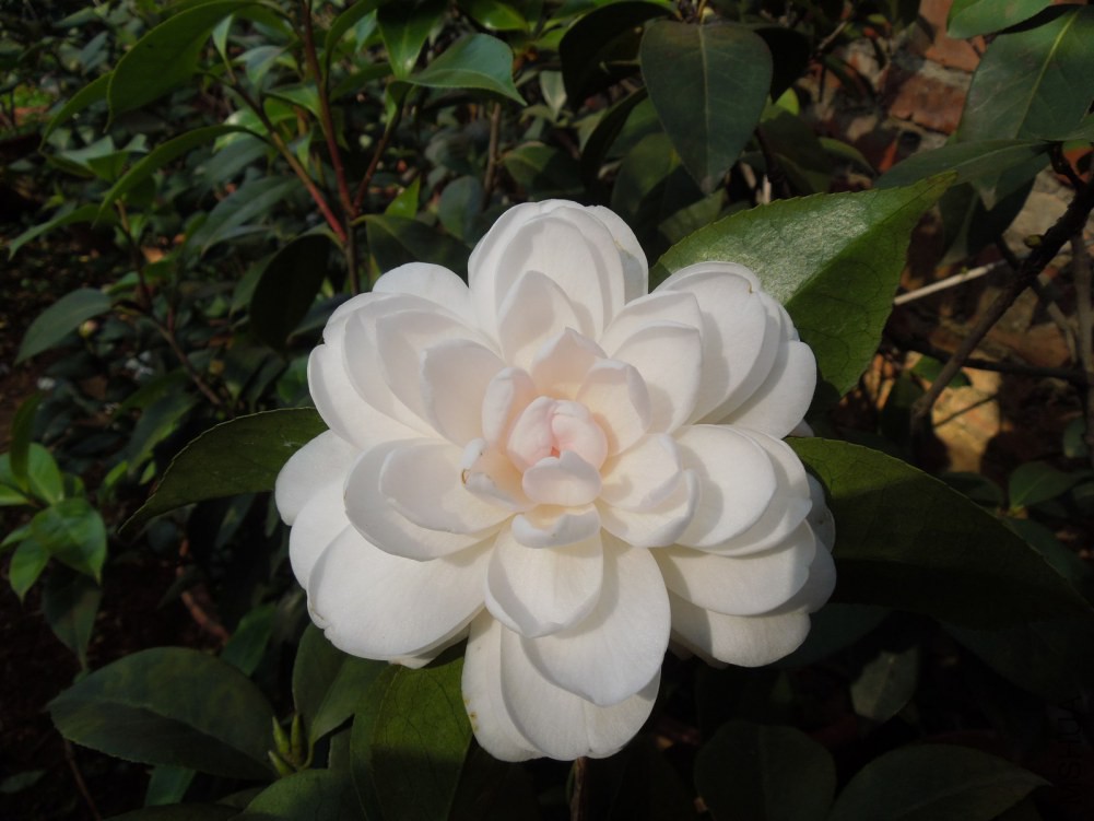 DSCN4591.JPG