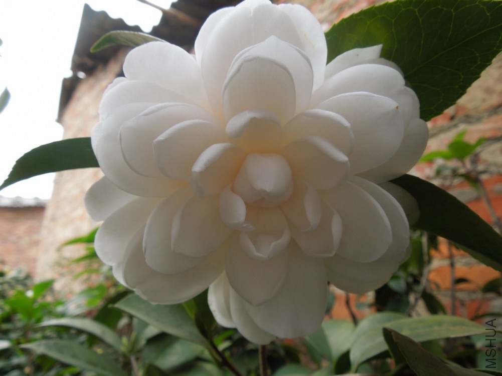 DSCN4588.JPG