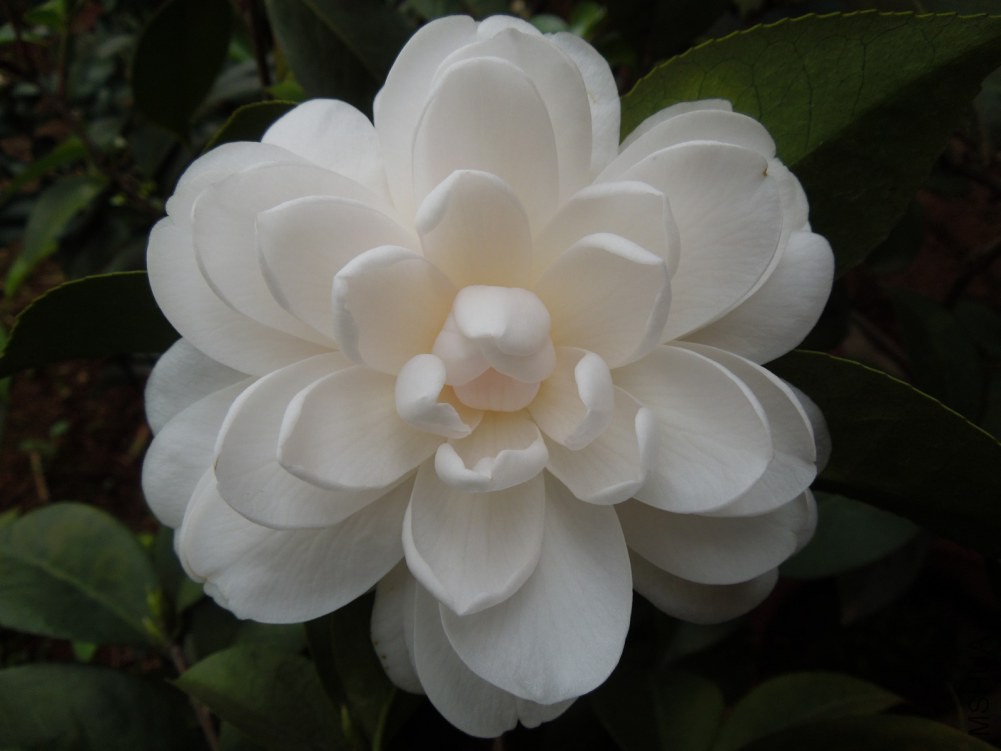 DSCN4582.JPG
