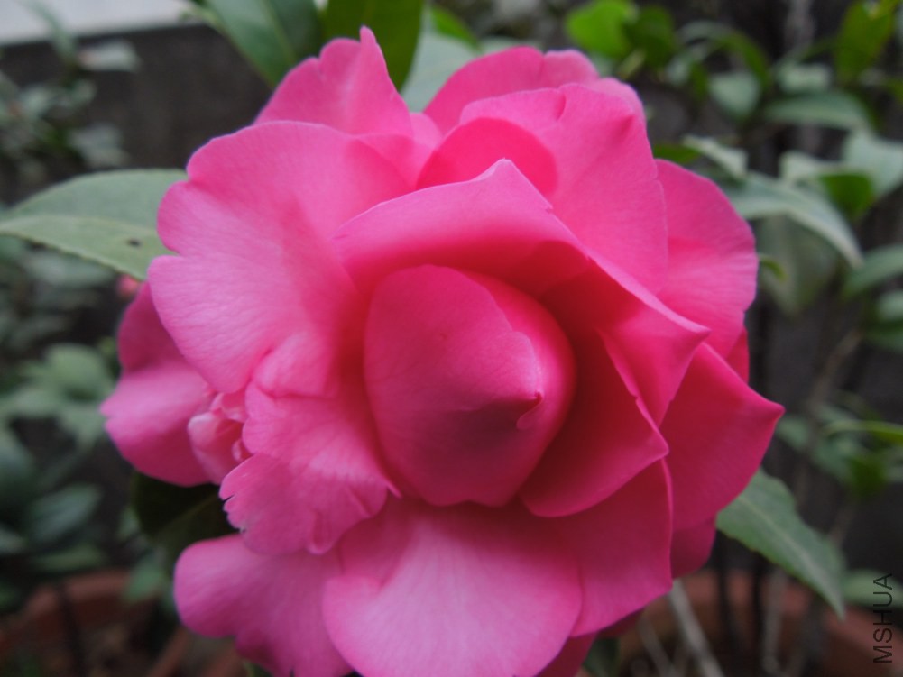 DSCN3975.JPG