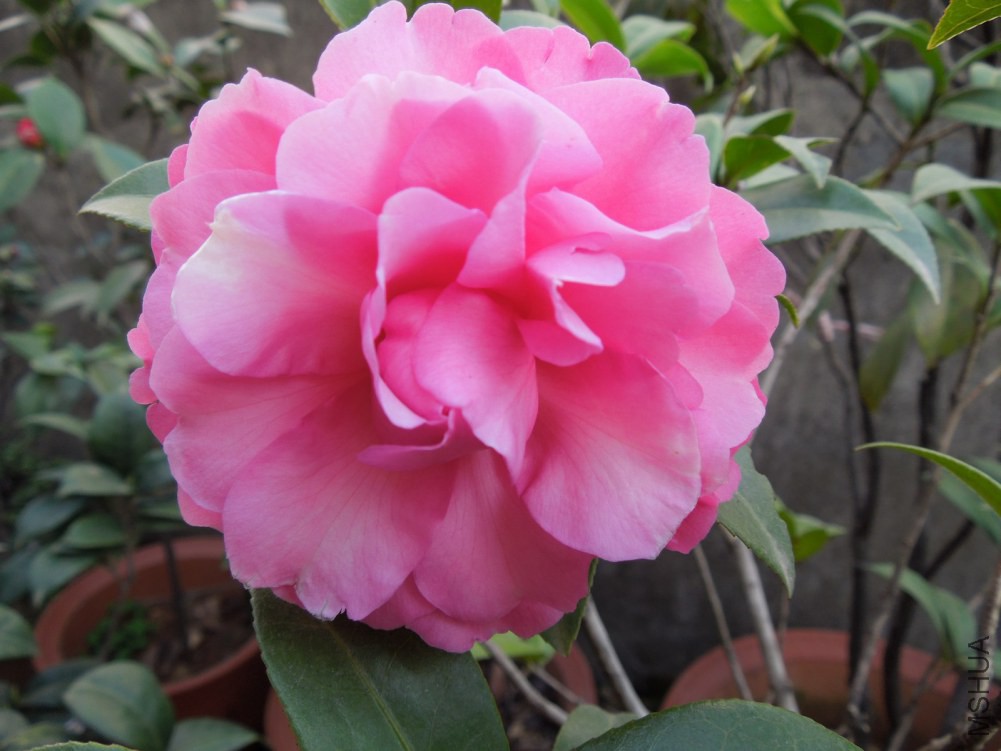 DSCN3984.JPG