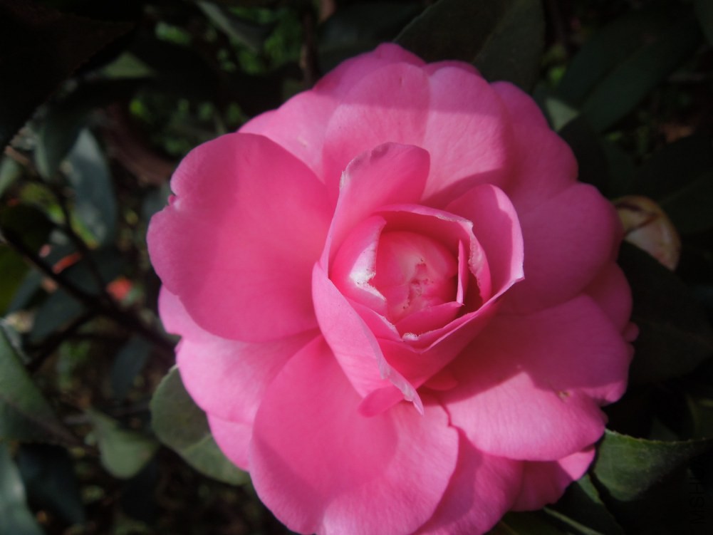 DSCN4596.JPG