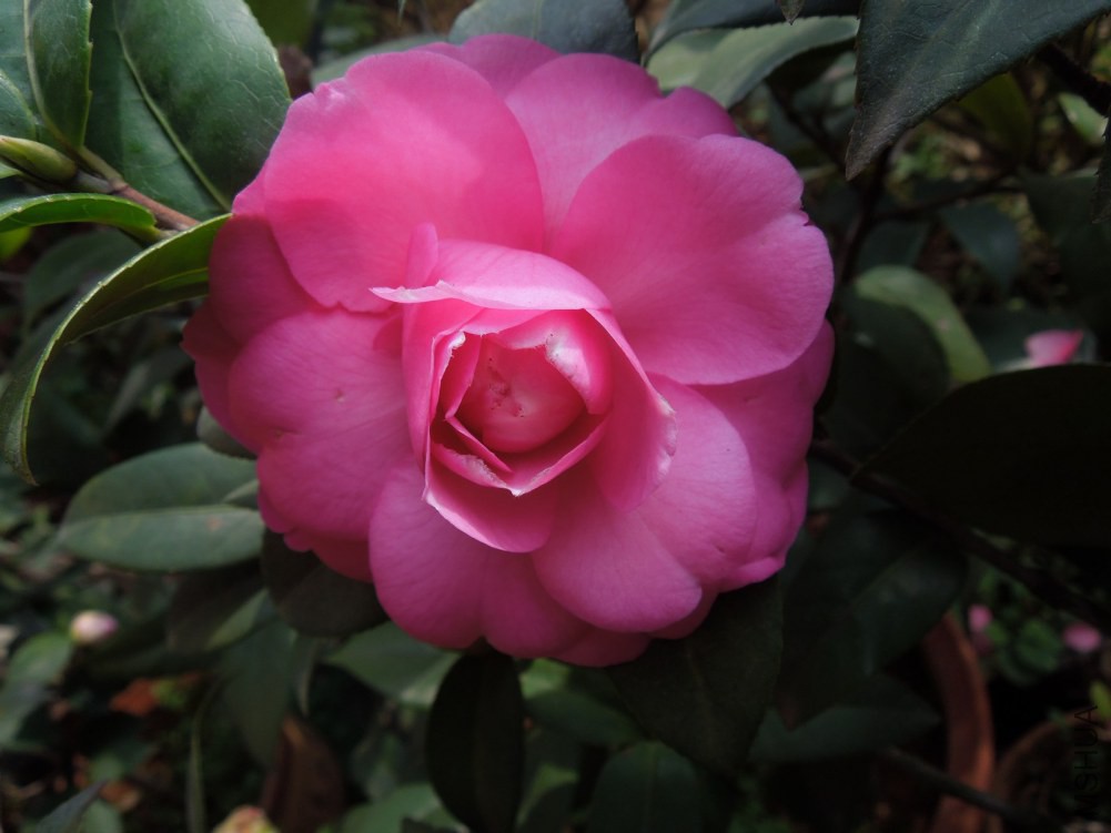 DSCN4602.JPG