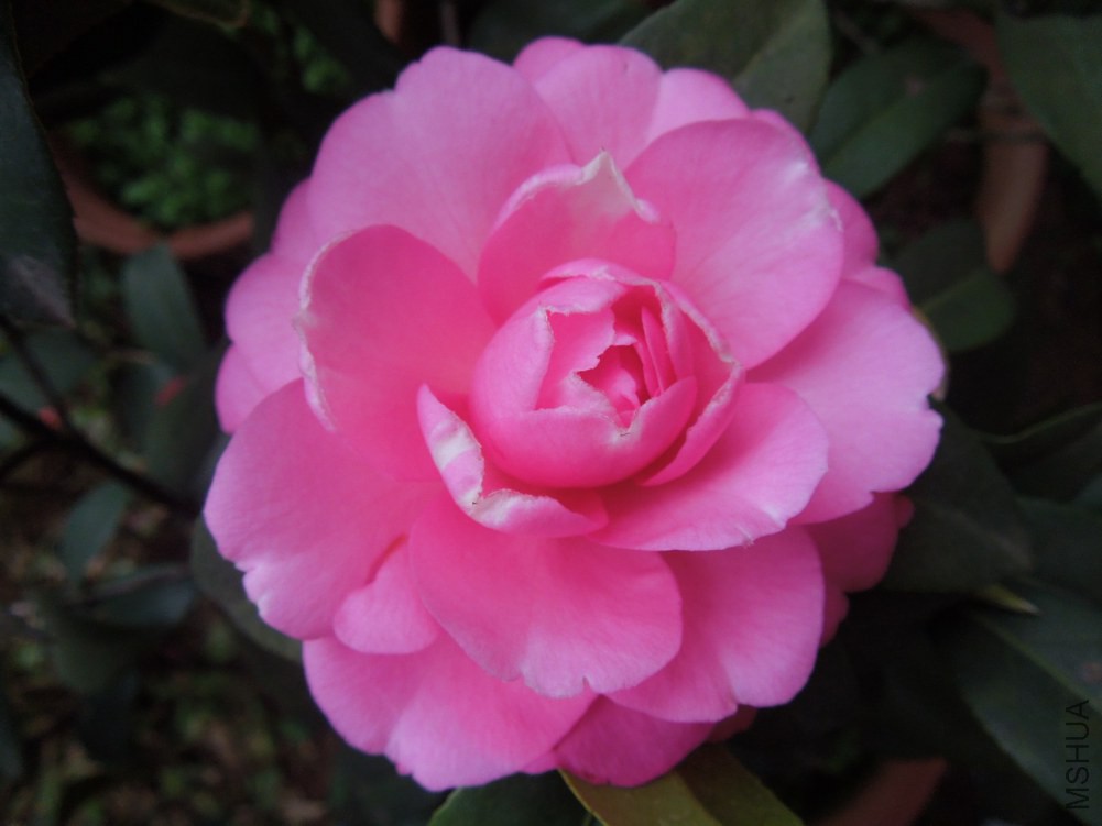 DSCN4608.JPG