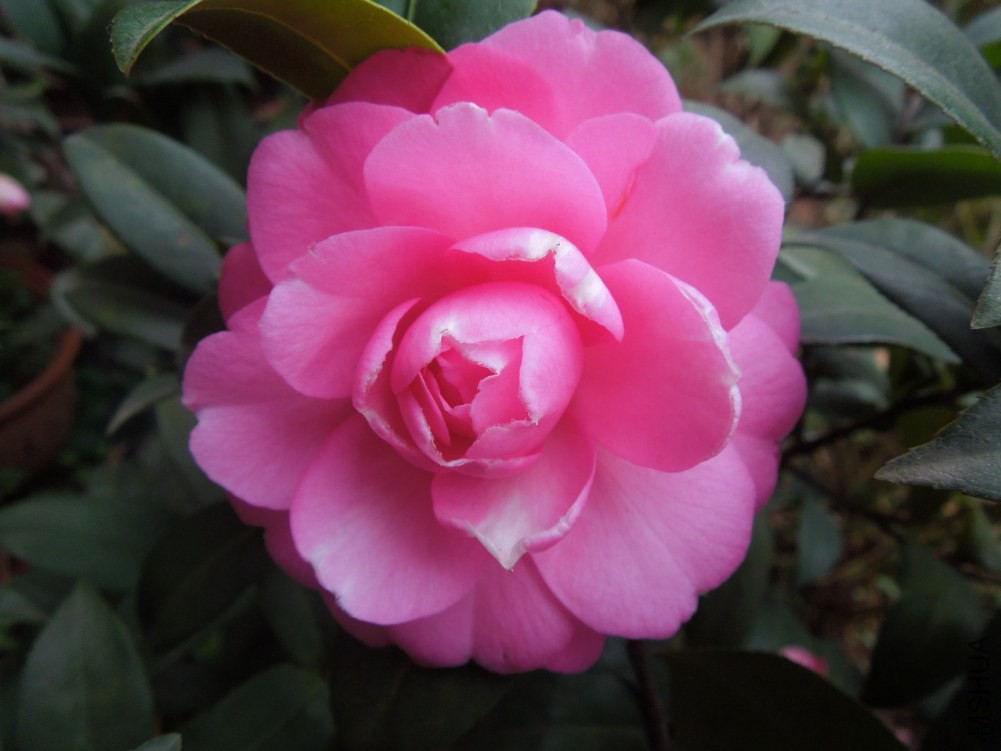 DSCN4615.JPG