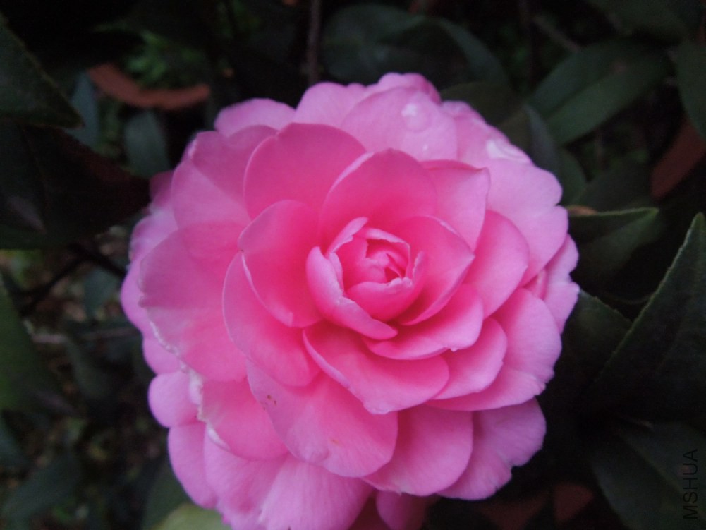 DSCN4621.JPG