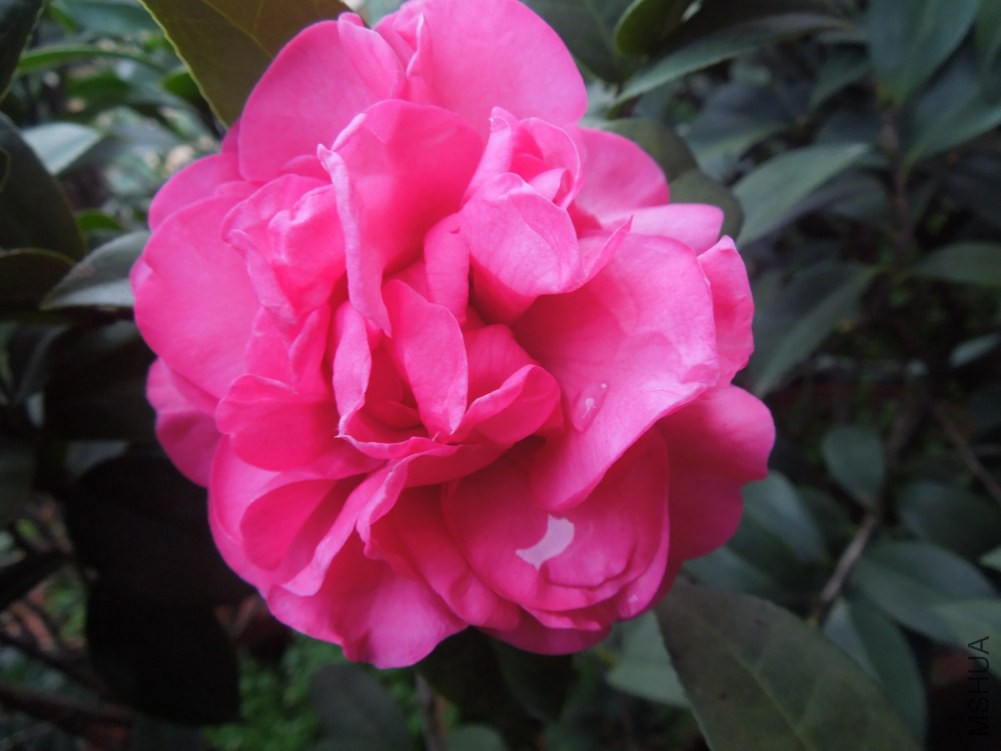 DSCN4622.JPG