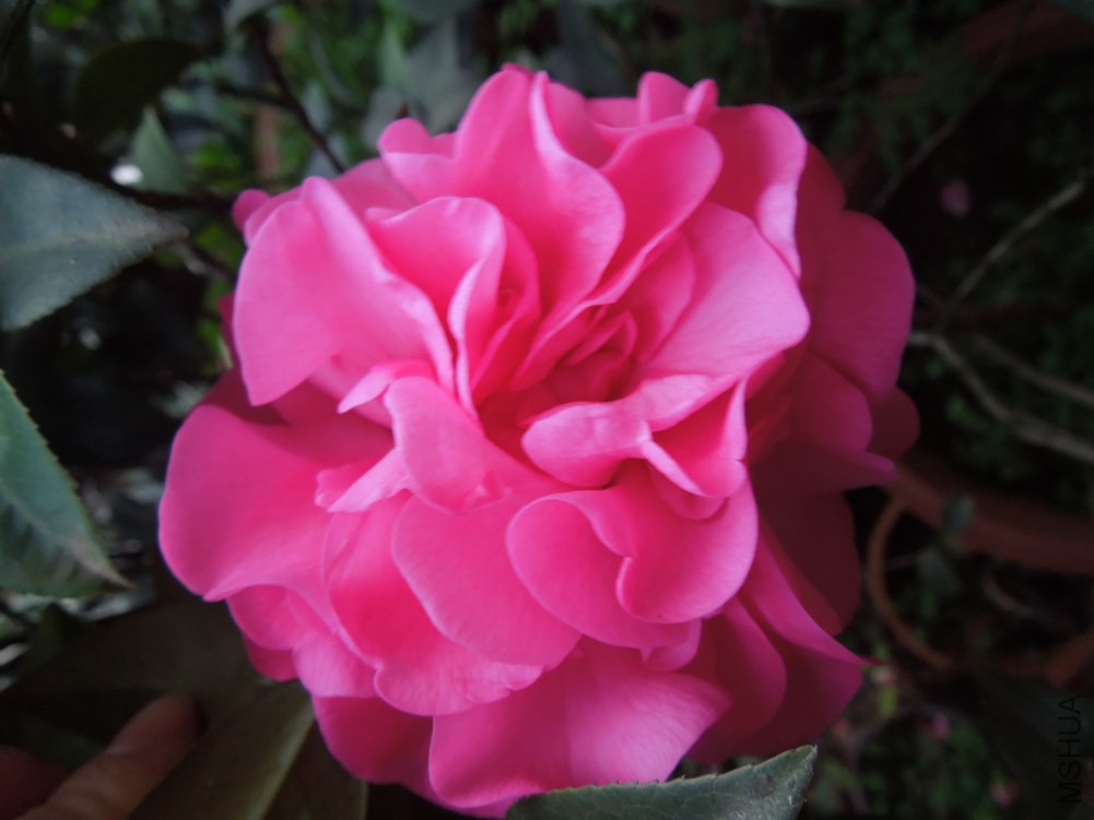 DSCN4624.JPG