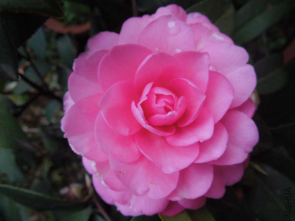 DSCN4625.JPG