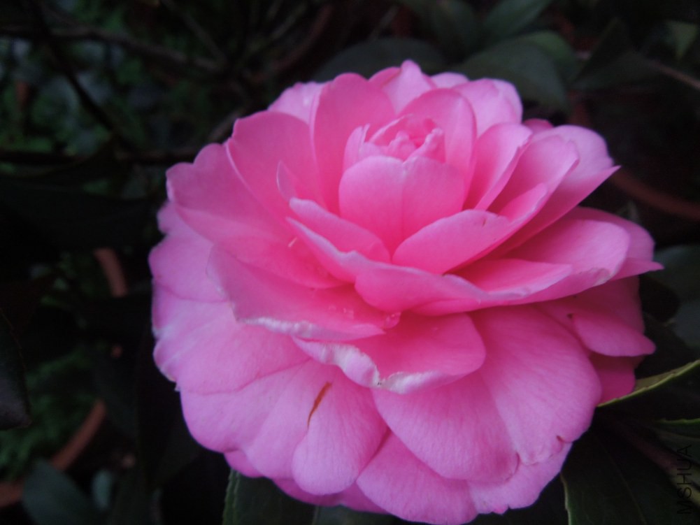 DSCN4626.JPG