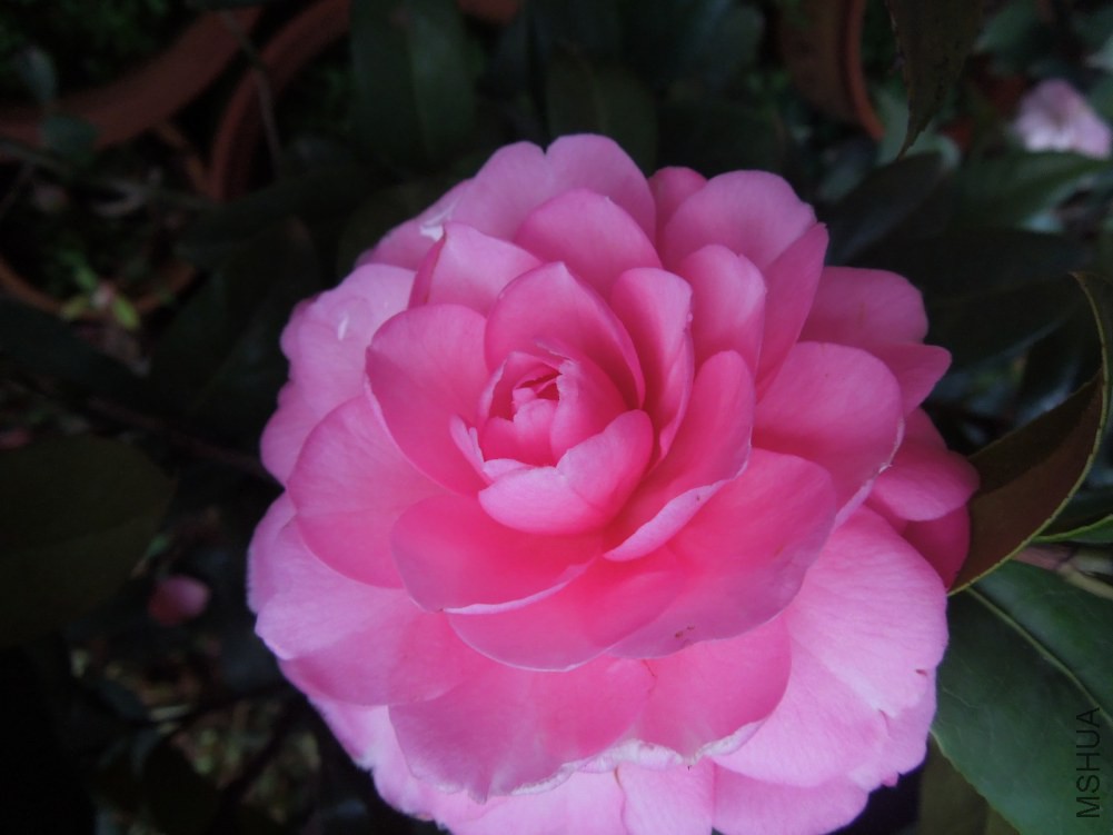 DSCN4627.JPG