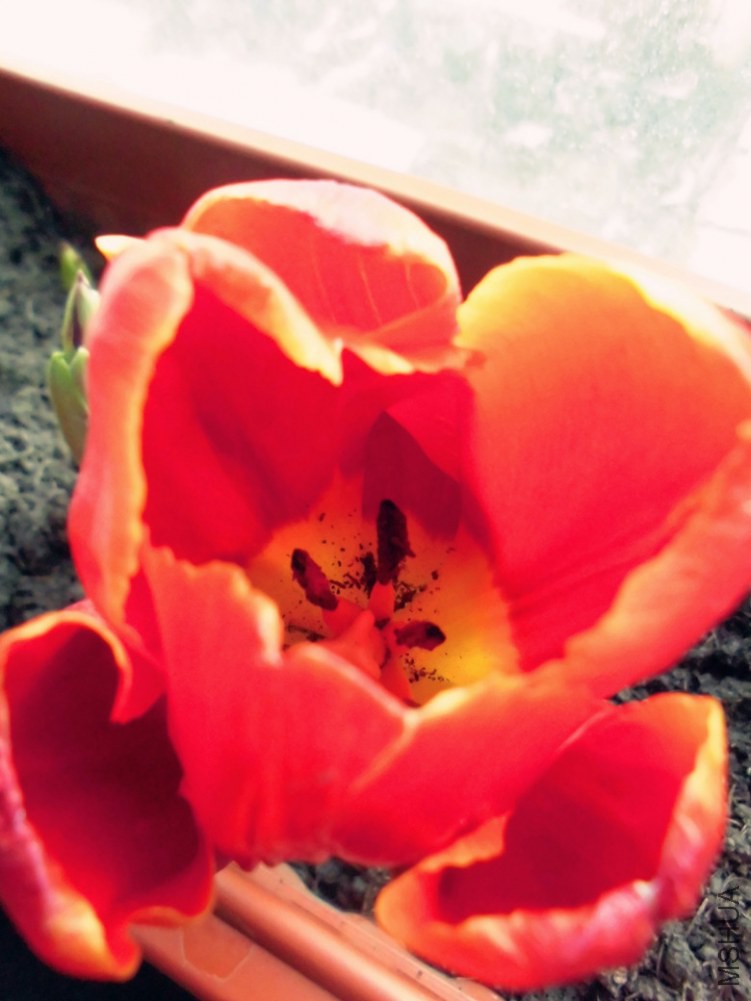 ԭ��������ζ�İ�