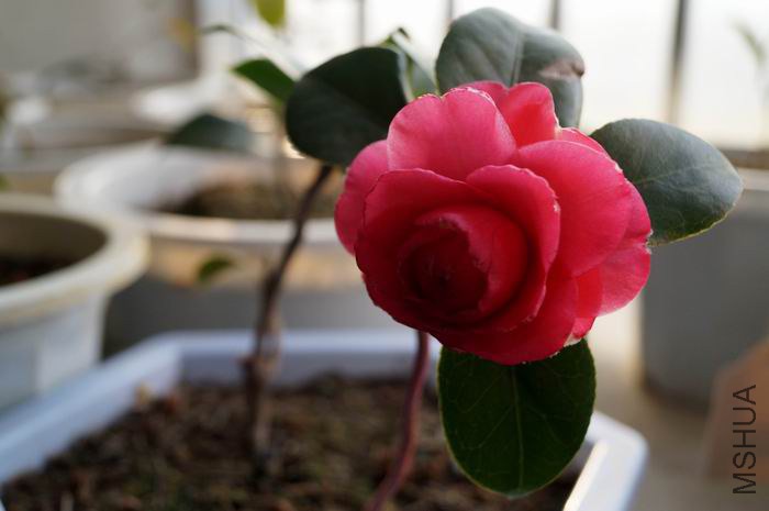 ������С �����ع� DSC04222.JPG