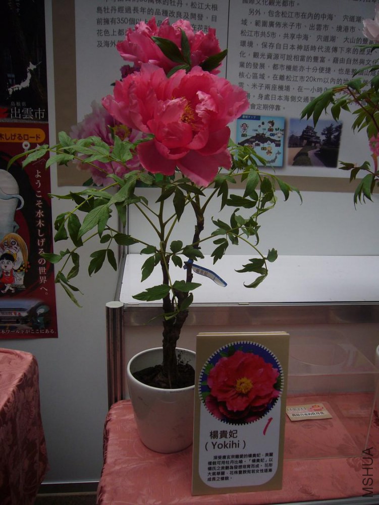 ���� P1040896.JPG