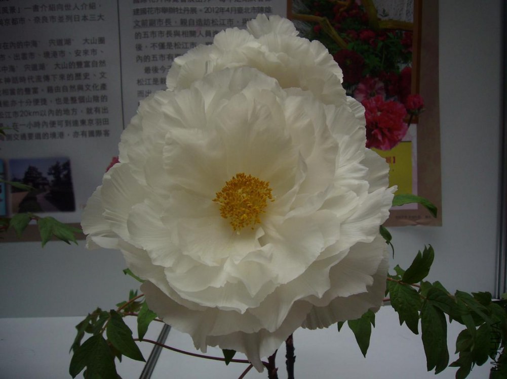 P1040885.JPG