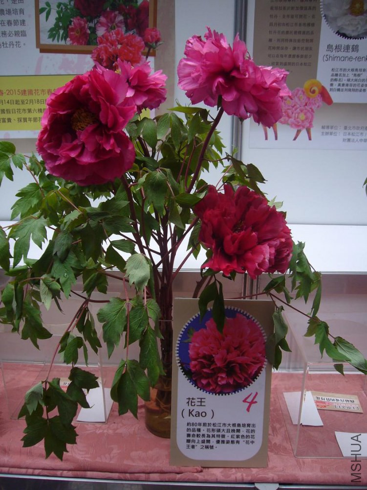 ���� P1040894.JPG