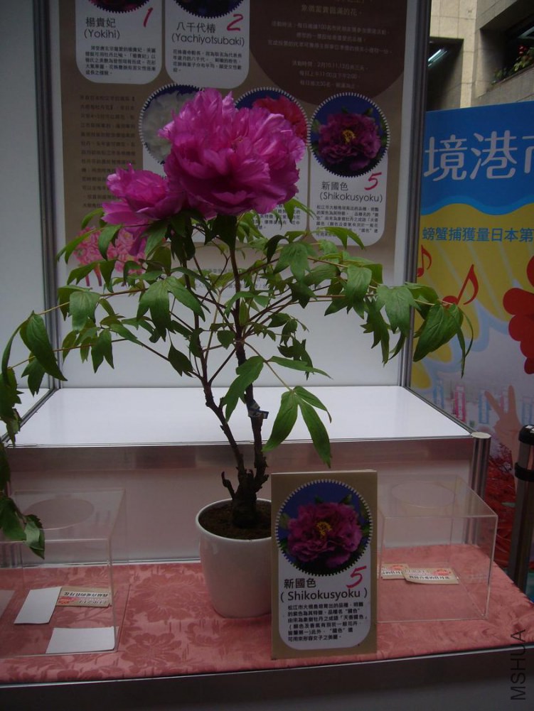 ���� P1040893.JPG