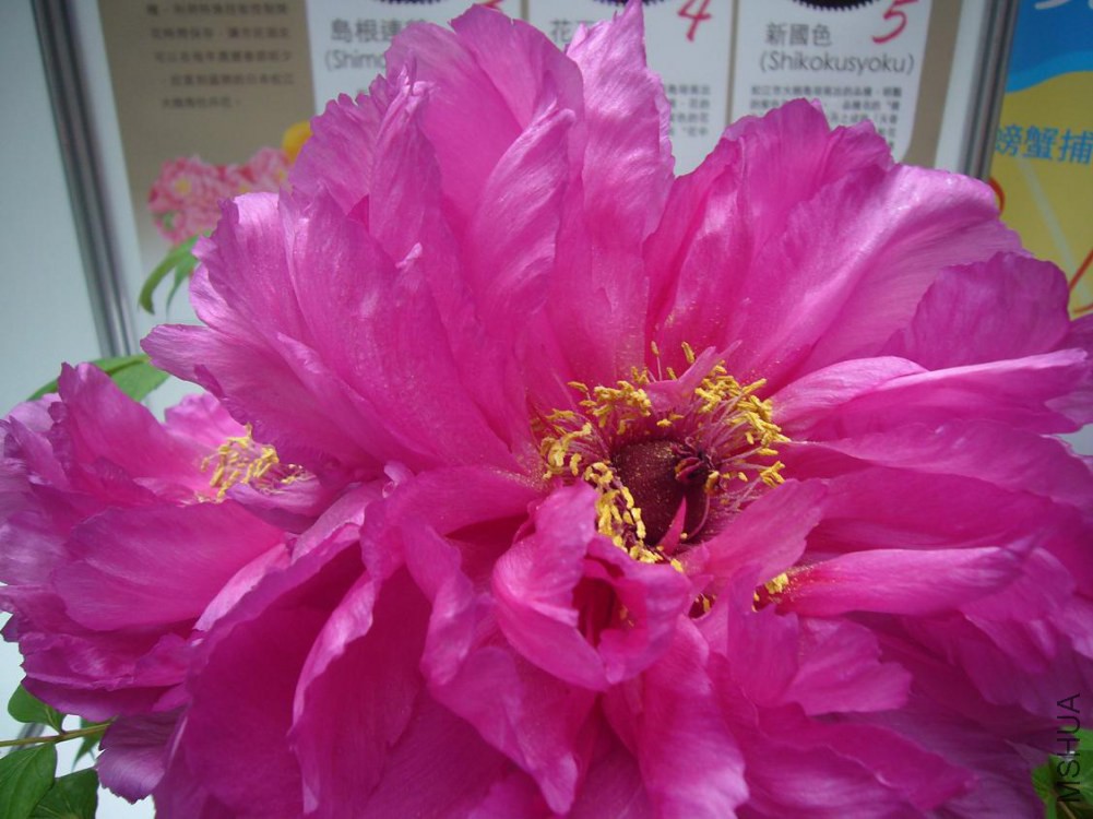 ���� P1040887.JPG