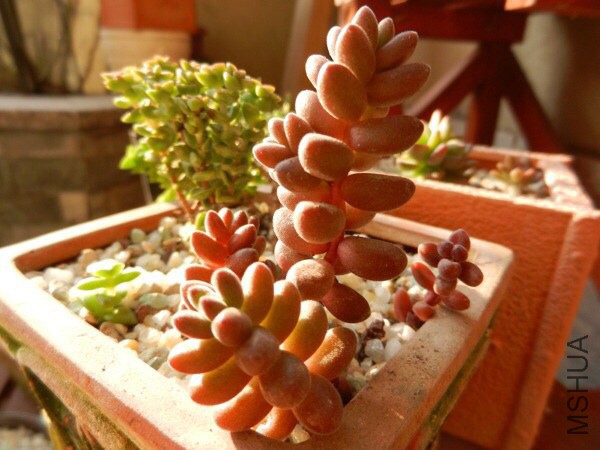 ɺ���飬С����