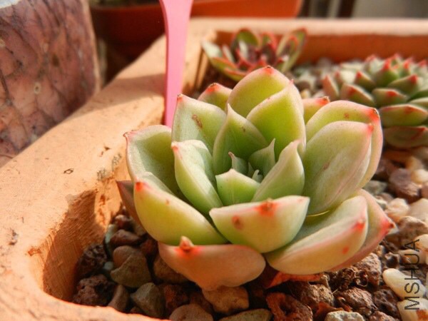 ��������