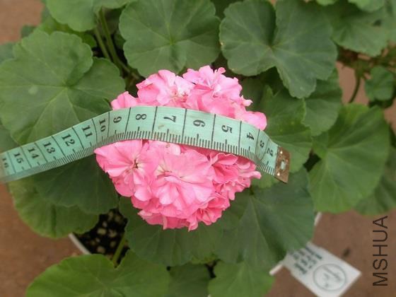 dibbinsdale �ϱ�˹����Сͼ1.jpg