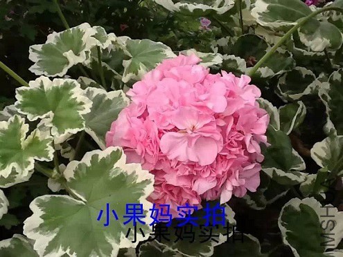 Silver wedding ����.jpg