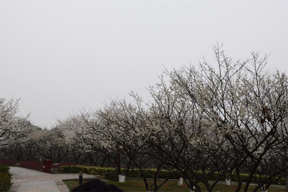 ��ɽ��÷ 011.JPG