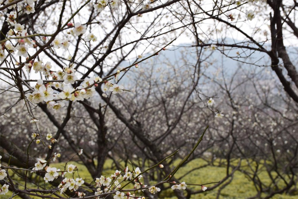 ��ɽ��÷ 015.JPG