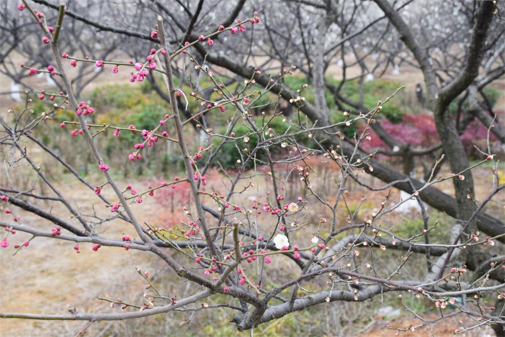 ��ɽ��÷ 016.JPG