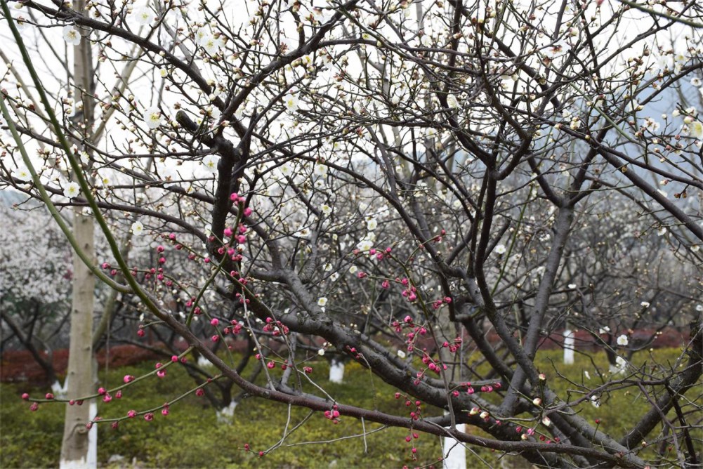 ��ɽ��÷ 017.JPG