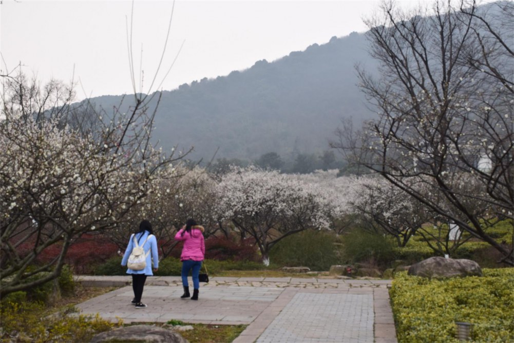 ��ɽ��÷ 019.JPG