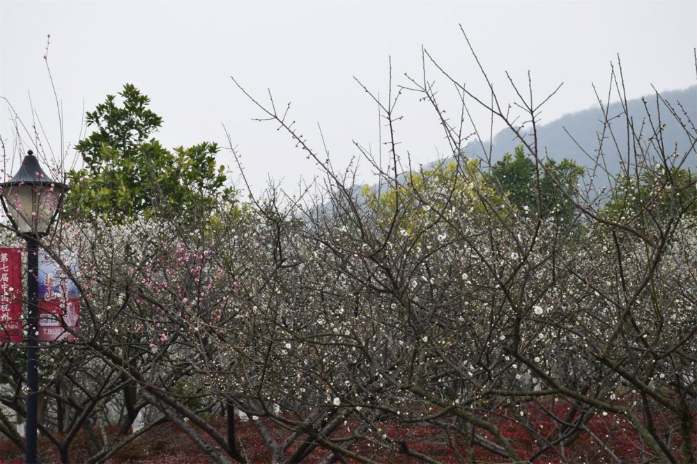 ��ɽ��÷ 021.JPG