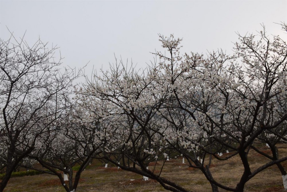 ��ɽ��÷ 022.JPG