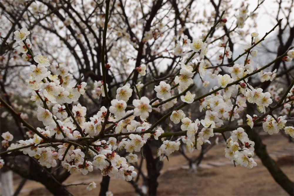 ��ɽ��÷ 028.JPG