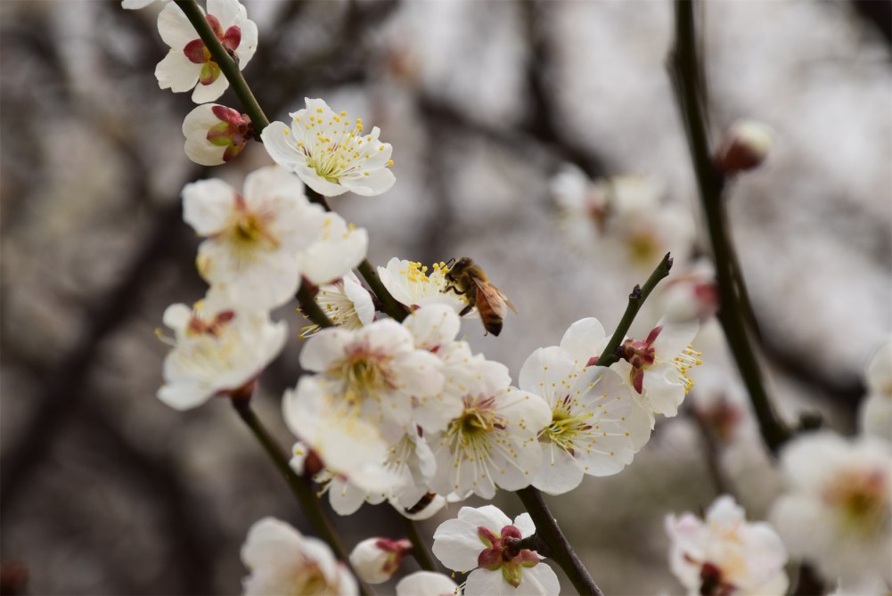 ��ɽ��÷ 029.JPG