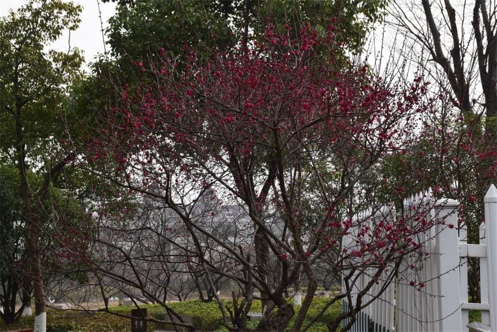 ��ɽ��÷ 035.JPG